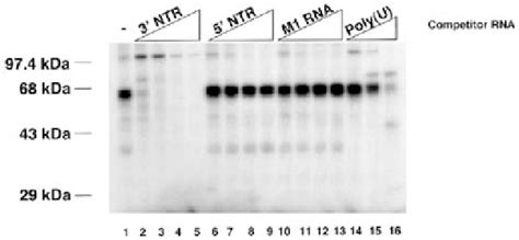 Figure From Hnrnp C And Polypyrimidine Tract Binding Protein