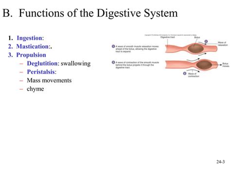 Digestive Systemppt