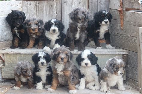 Merle And Black Tri F1b Timy Bernedoodles