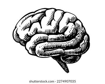 Human Brain Black Sketch Vector Stock Vector (Royalty Free) 2274907035 ...