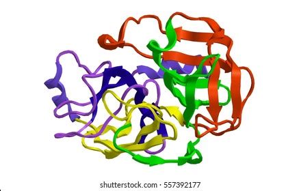 Molecular Structure Digestive Protein Trypsin 3d Stock Illustration ...