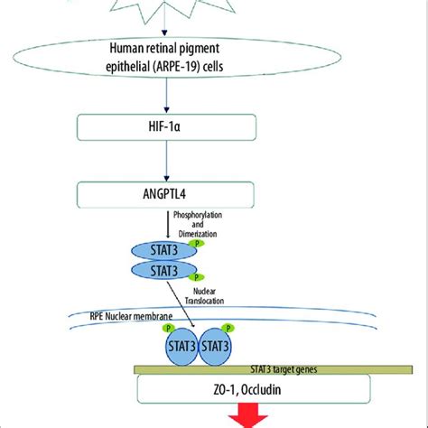 HIF 1a And ANGPTL4 Expressions Are Upregulated In Parallel During The