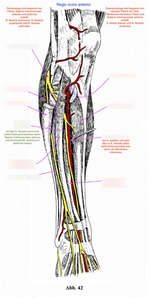 Regio Cruris Anterior 2 Diagram Quizlet