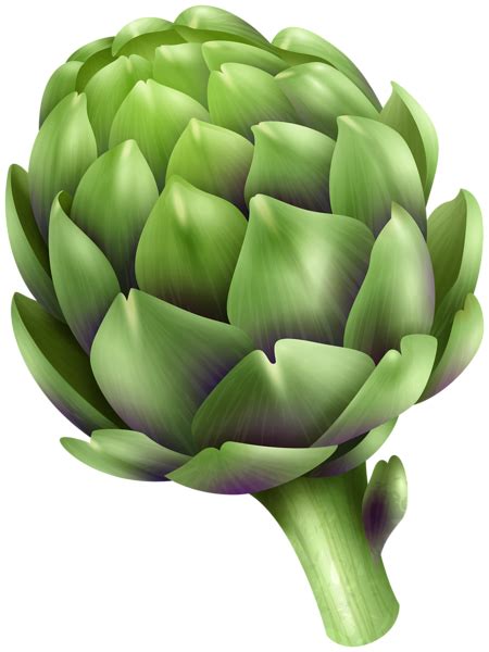 Artichoke Png Transparent Image Download Size 450x600px