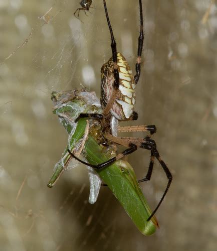 Silvery Spider Matbio Arachnids Matanzas Biodiversity Inaturalist