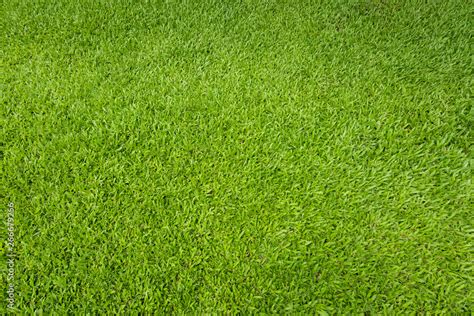 Green grass background and textured, Top view and detail of turf floor at soccer field. Stock ...