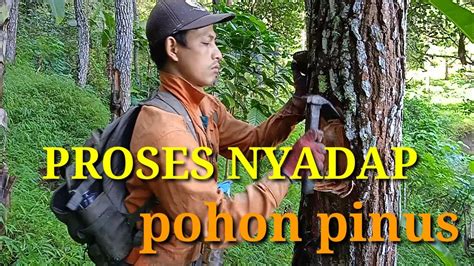 Cara Menyadap Pohon Pinus Supaya Hasilnya Memuaskan YouTube