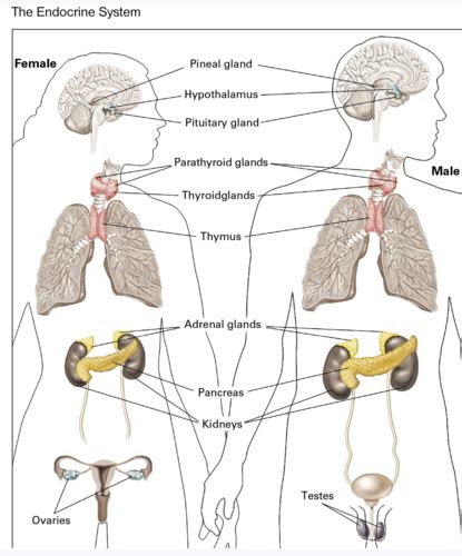 Chap 6 Psychosocial Mechanisms And Factors Of Disease Psychology Of