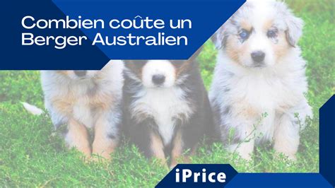 Combien coûte un Berger Australien Prix caractéristiques et conseils