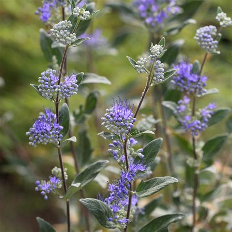 10 Flowering Shrubs You've Just Gotta Try — The Family Handyman