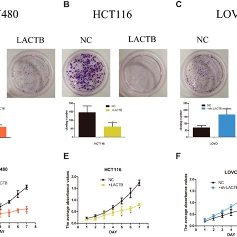 Lactb Inhibits Crc Cell Proliferation And Colony Formation In Vitro Download Scientific