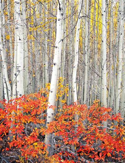 aspen trees fine art photo Archives - Mike Putnam Photography