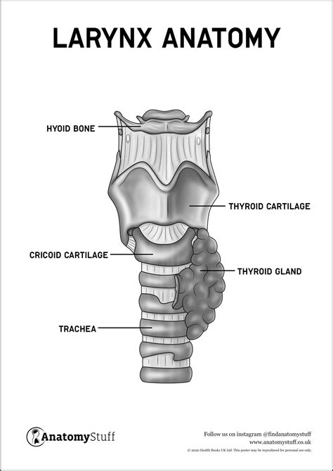 Throat Anatomy Poster PDF