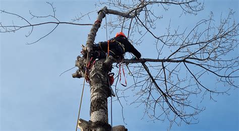 Firma Alpinism Utilitar Bucuresti Solutii Profesioniste La Inaltime