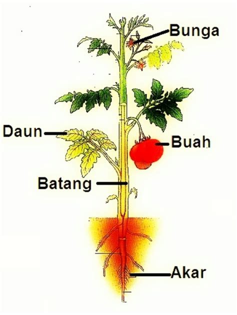 Fungsi Bagian Utama Tumbuhan