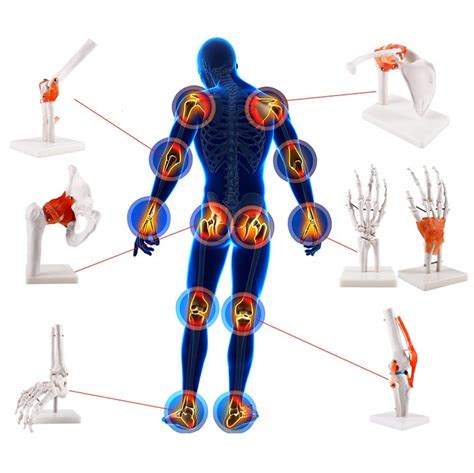 Buy Pieces Human Body Skeletal Anatomy Models Joint Scientific School