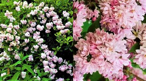 Неприхотливый кустарник с невероятно обильным цветением! | GardenLife ...