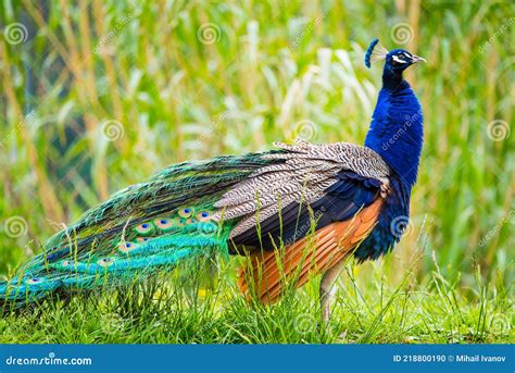 Pavo Real Macho En Un Campo Con Hierba Alta Foto De Archivo Imagen De