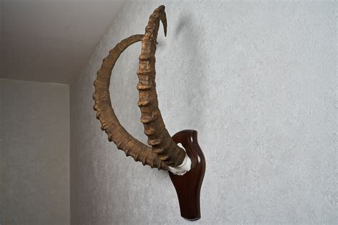 SIBERIAN IBEX TAXIDERMY HORNS MOUNT - WILD MOUNTAIN GOAT MOUNTED HORNS ...