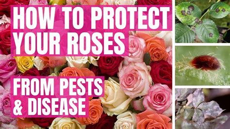 Healthier Roses How To Protect Against Pests And Diseases Ugf 6 In 1 Instant Plant Booster