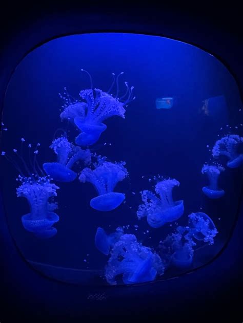 An Aquarium Filled With Lots Of Jellyfish In It S Blue Water Tank At Night