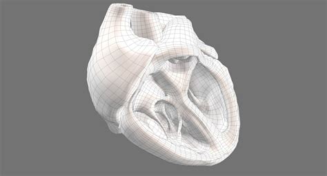 Animated Realistic Human Heart Medically Accurate D Model