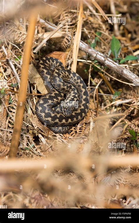 Female Adder Hi Res Stock Photography And Images Alamy