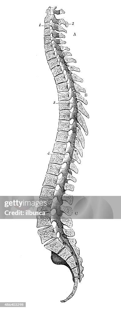 Antique Medical Scientific Illustration Highresolution Spinal Column