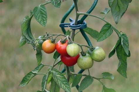 Guía de Cultivo del Tomate y solución a los problemas más comunes