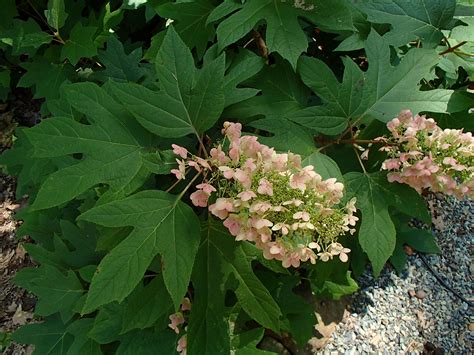 Hydrangea quercifolia – Rachels Native Plants