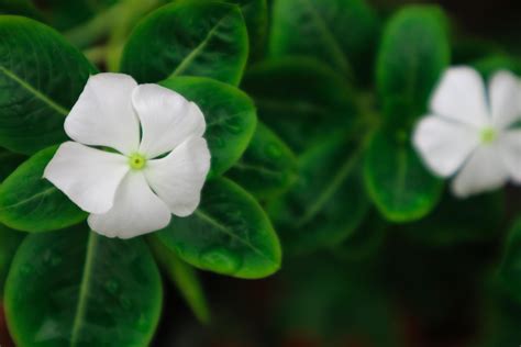 Beautiful Pink Catharanthus Roseus It S Also Known As Cape Periwinkle