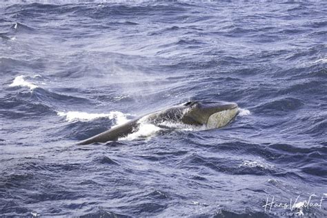 HDS31 23 Trip Log Antarctica Elephant Island Weddell Sea Polar