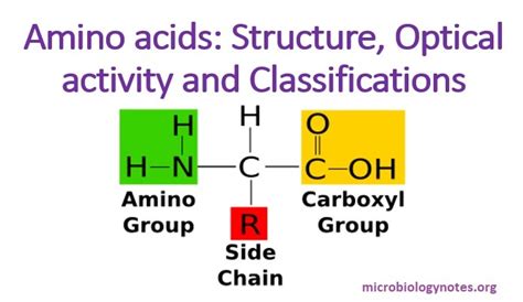 Four Types Of Amino Acids