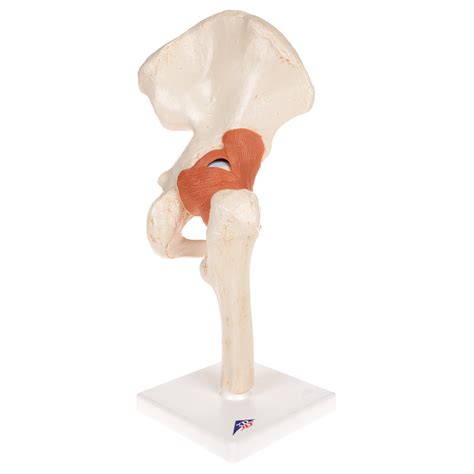 Anatomical Models Human Joint Models Deluxe Functional Hip Joint Model