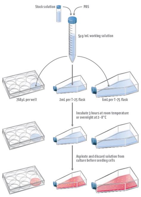 Tds Cell Culture Flask Pdf Cell Culture Specification 49 Off