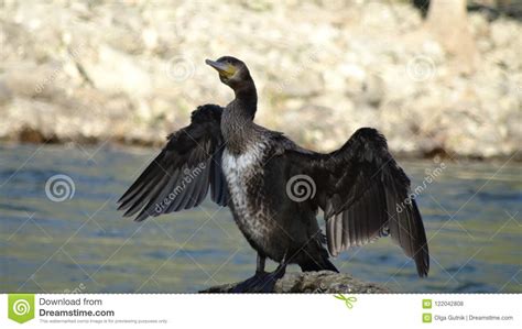 Great Big Cormorant Stock Photo Image Of Swim Cormorant 122042808