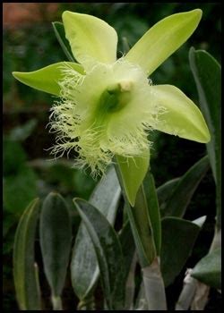 Brassavola Digbyana Fringed Lip Orchid Unique And Exotic Flowers