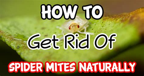 How To Deal With Spider Mites Naturally Backyard Vegetable Gardener