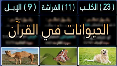 جميع الحيوانات والحشرات والطيور المذكورة في القرآن بدون موسيقى