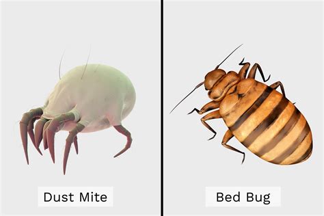 Dust Mites vs. Bed Bugs: Bites, Treatments, and Prevention | The Healthy