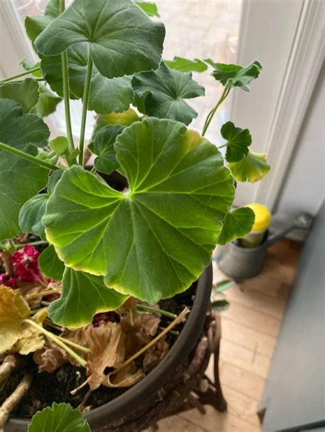 7 Reasons And Solutions Of Geranium Leaves Turning Yellow Indoor