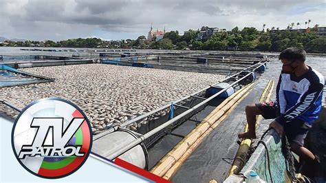 Tone Toneladang Isda Namatay Sa Sampaloc Lake Dahil Sa Overturn Tv