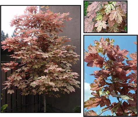 Acer Pseudoplatanus Esk Sunset Klon Jawor 7534329233 Oficjalne