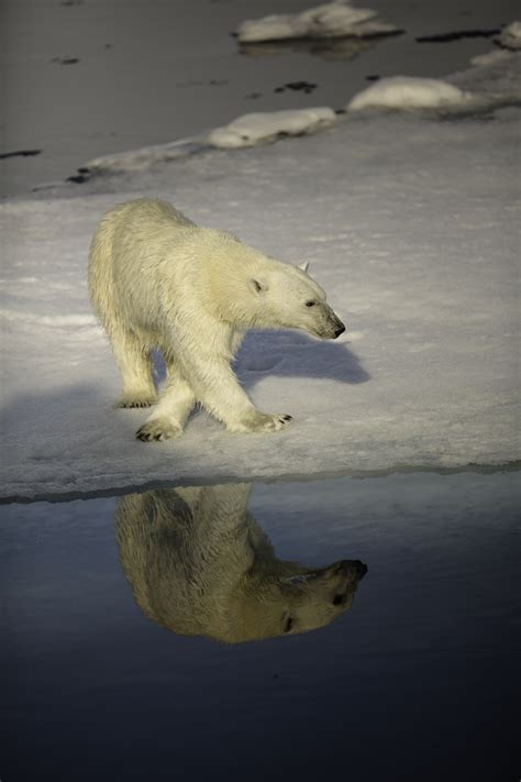 Population changes in polar bears: protected, but quickly losing ...