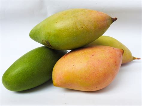 Types Of Aam 20 List Of Most Popular Mango Varieties In The World