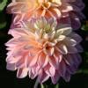 Dahlia Mondriaan Buy Plants At Coolplants