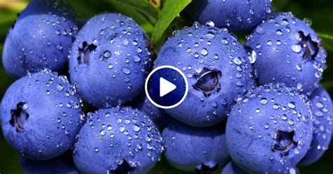 How To Growing and Harvesting Blueberry Fast And Easy - Mixed Animals