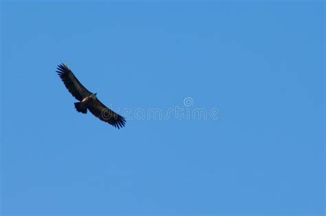 Griffon Vulture Gyps Fulvus Soaring In The Pyrenees Stock Image