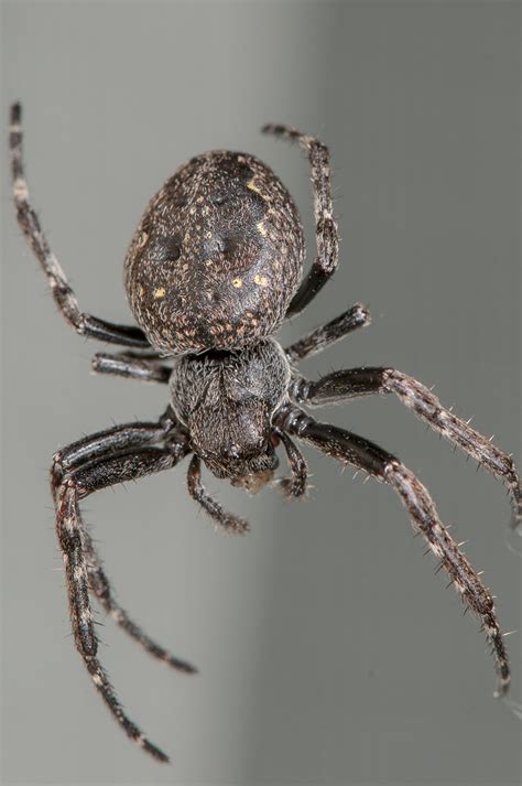 [SOLVED] What is this spider? ~ Biology ~ AnswerBun.com