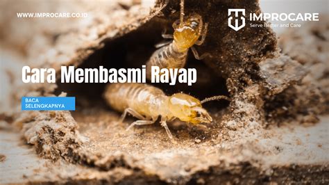 Strategi Ampuh Cara Membasmi Rayap Dari Akar Masalah Pt Mahaka